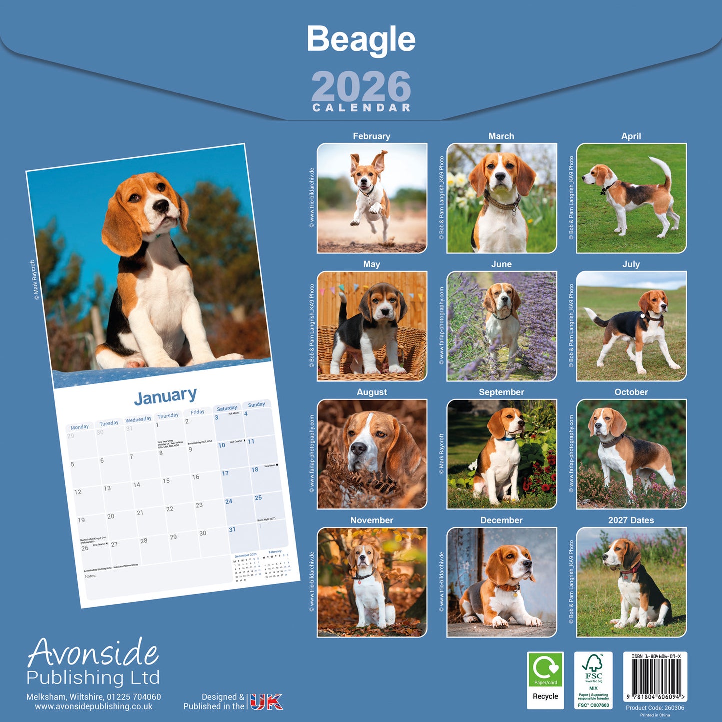 Beagle wall calendar 2026