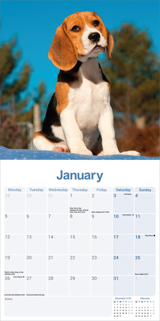Beagle wall calendar 2026