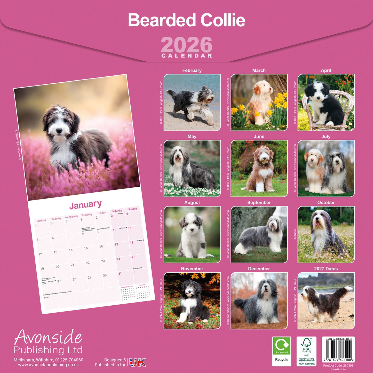 Bearded Collie wall calendar 2026