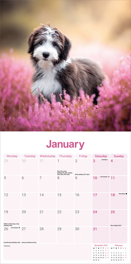 Bearded Collie wall calendar 2026