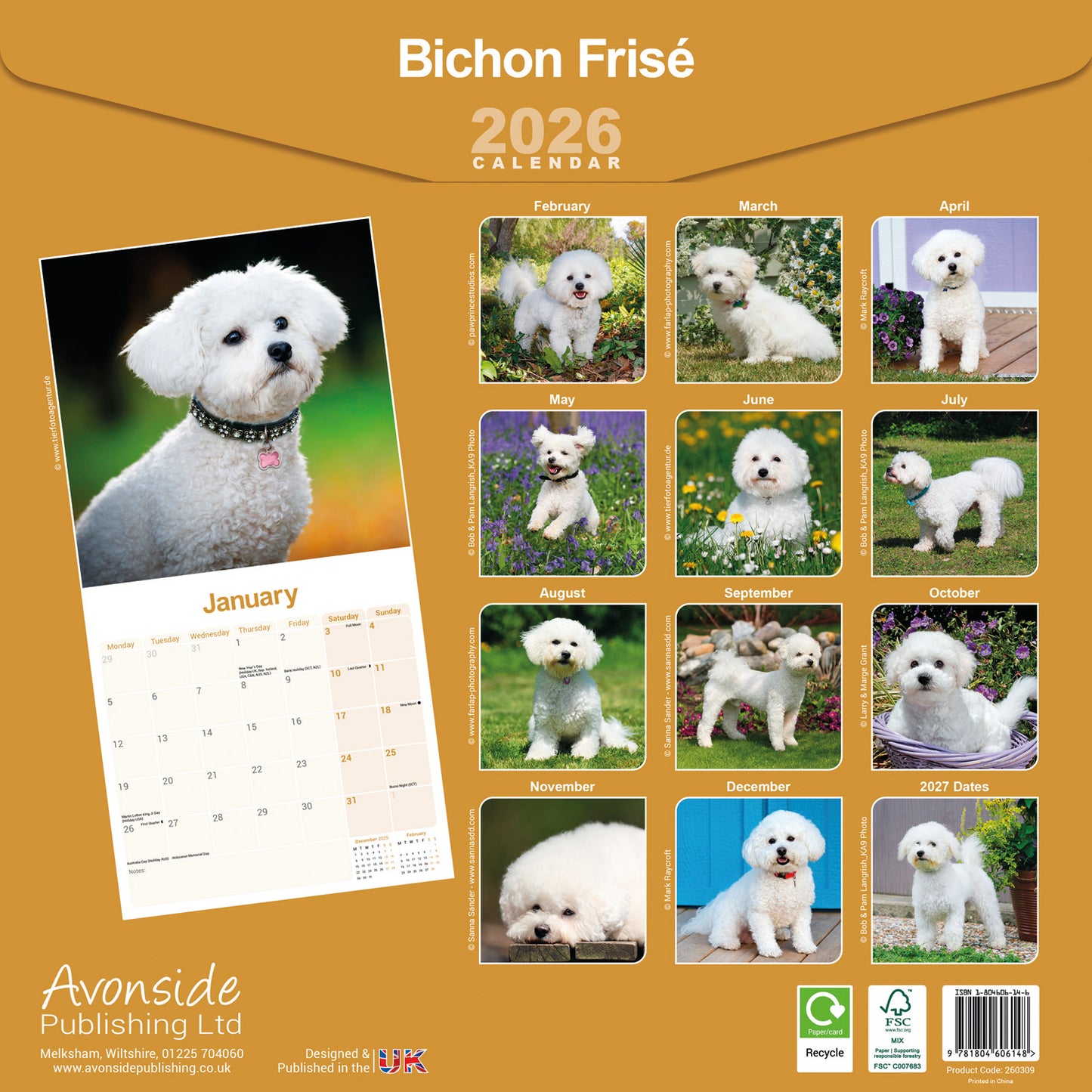 Bichon Frisé wall calendar 2026