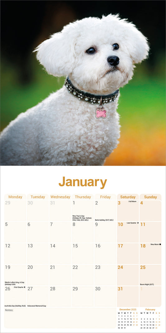 Bichon Frisé wall calendar 2026