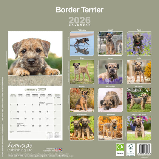 Border Terrier wall calendar 2026