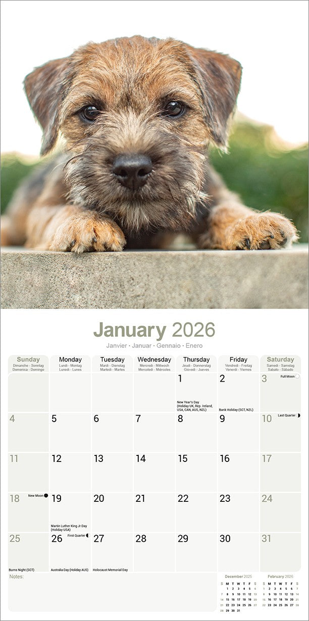 Border Terrier wall calendar 2026