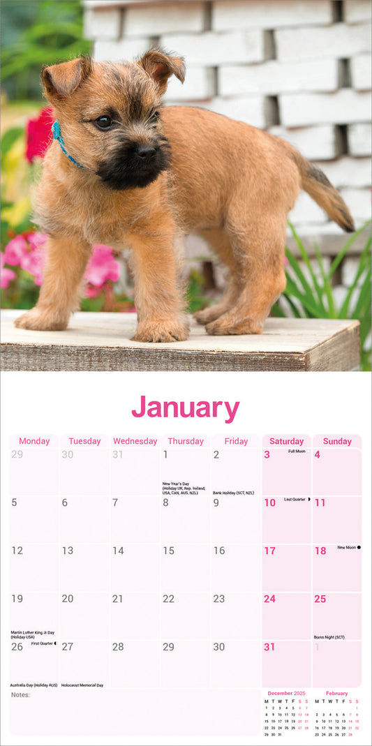 Cairn Terrier wall calendar 2026