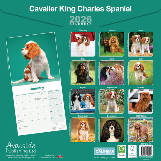 Cavalier King Charles Spaniel wall calendar 2026