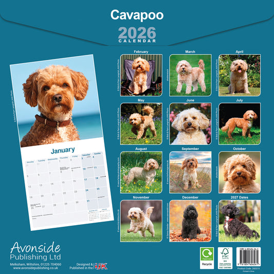 Cavapoo wall calendar 2026