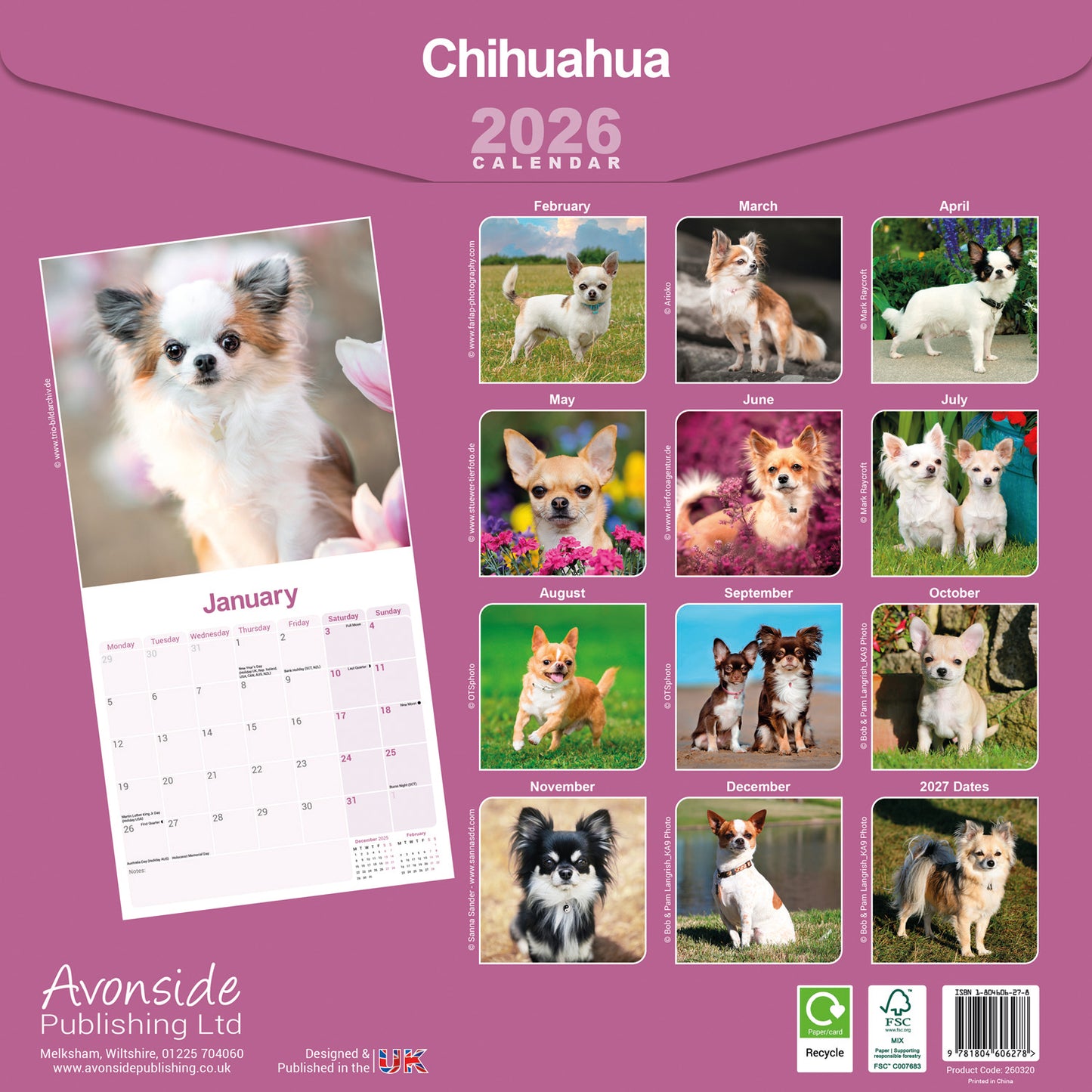 Chihuahua wall calendar 2026