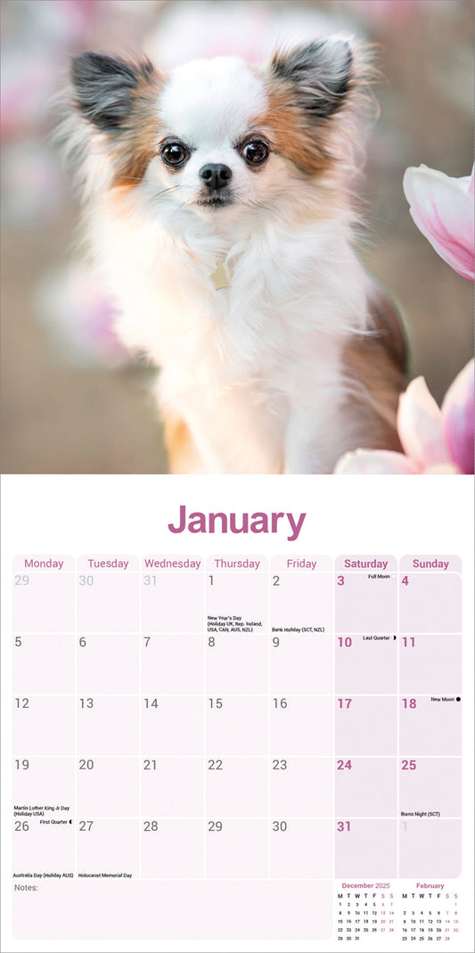 Chihuahua wall calendar 2026