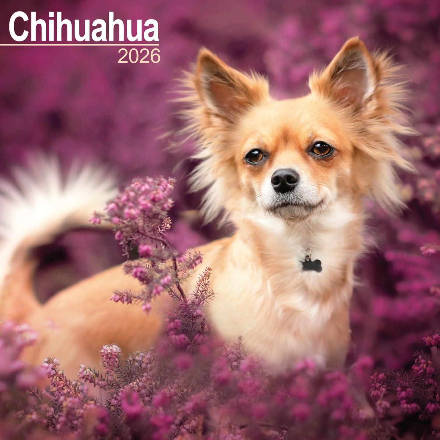Chihuahua wall calendar 2026