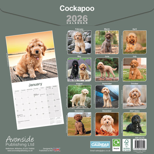 Cockapoo wall calendar 2026