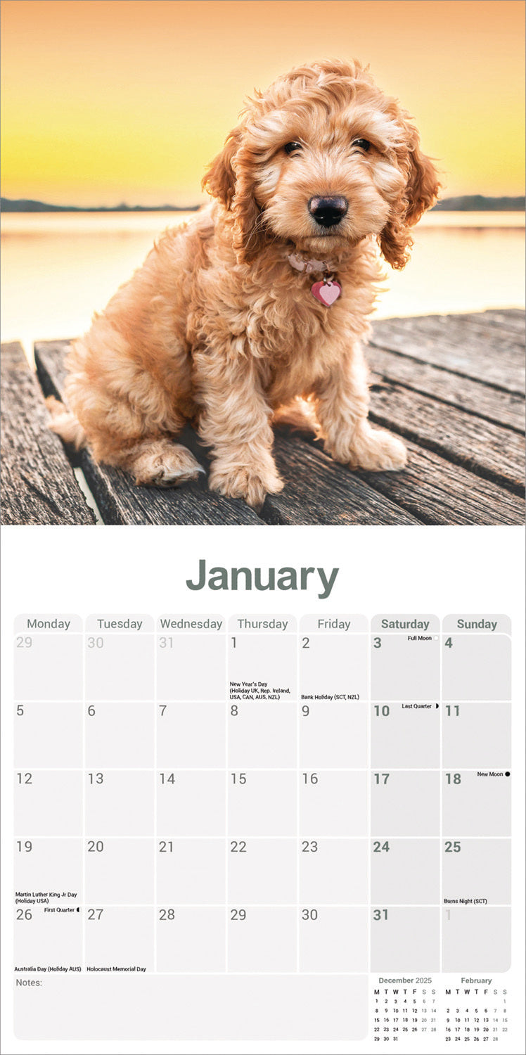 Cockapoo wall calendar 2026
