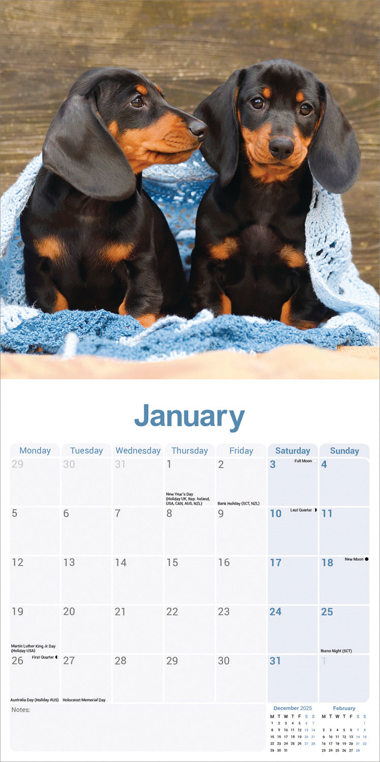 Dachshund wall calendar 2026
