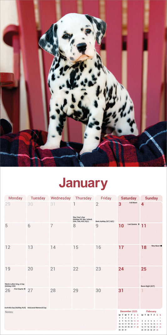 Dalmatian wall calendar 2026