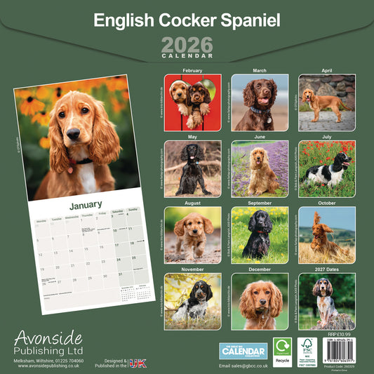 English Cocker Spaniel wall calendar 2026