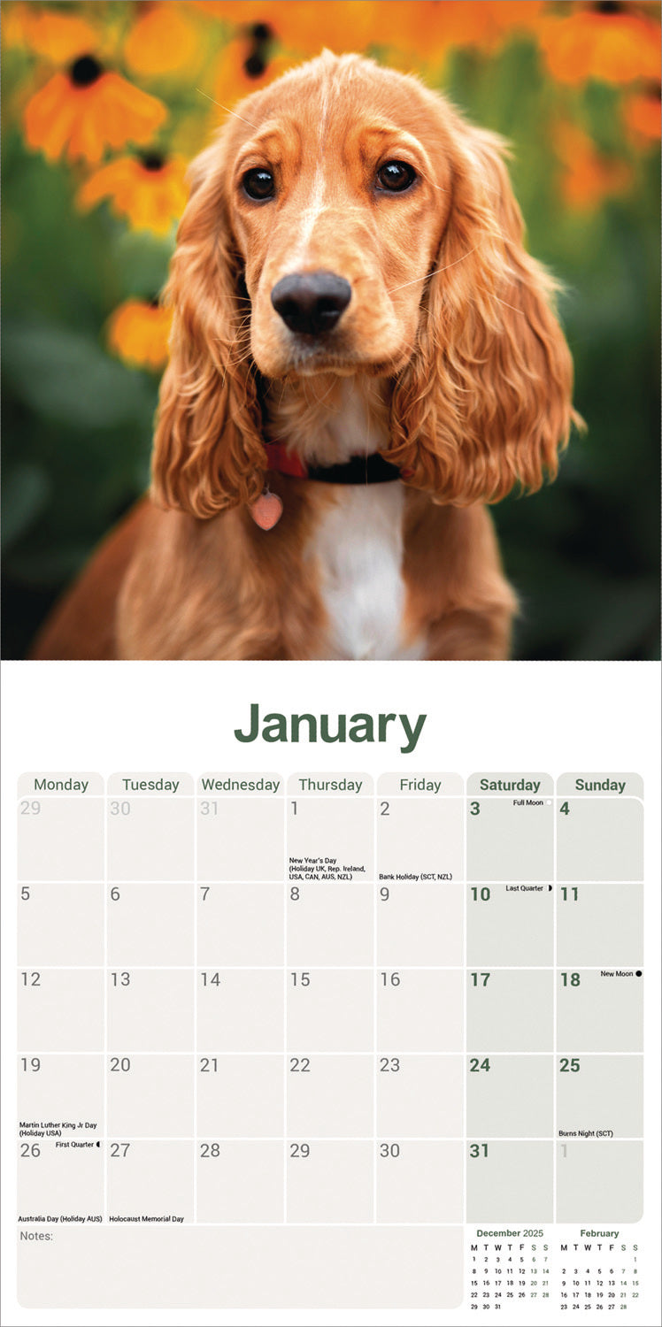 English Cocker Spaniel wall calendar 2026