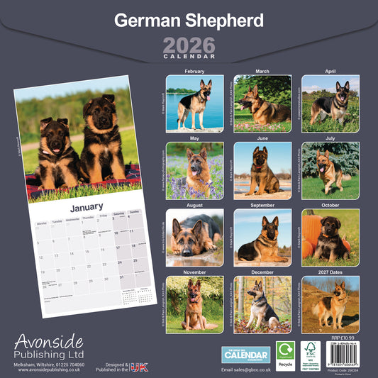 German Shepherd wall calendar 2026
