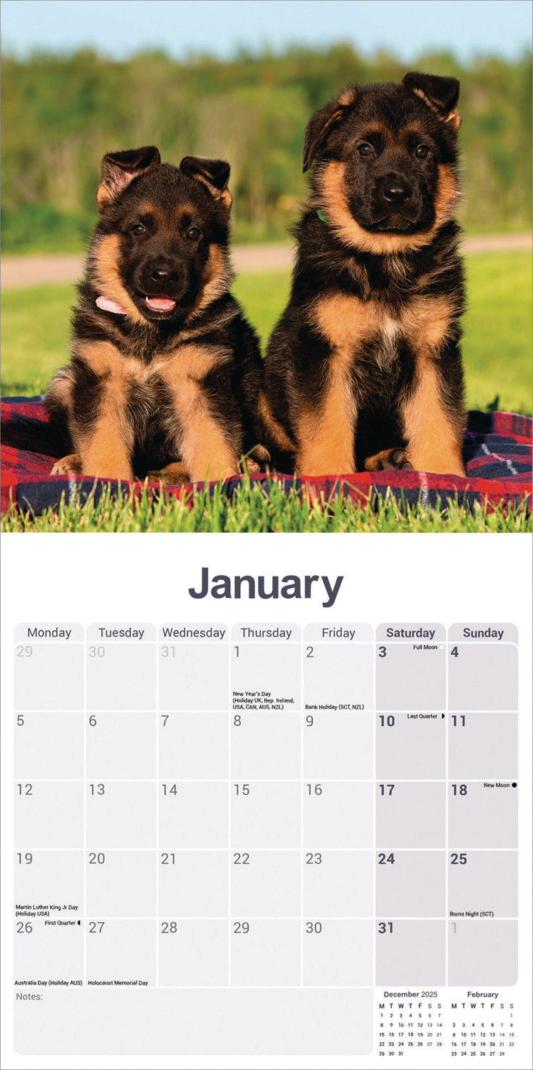 German Shepherd wall calendar 2026