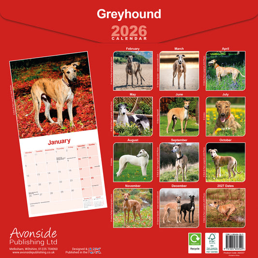 Greyhound wall calendar 2026