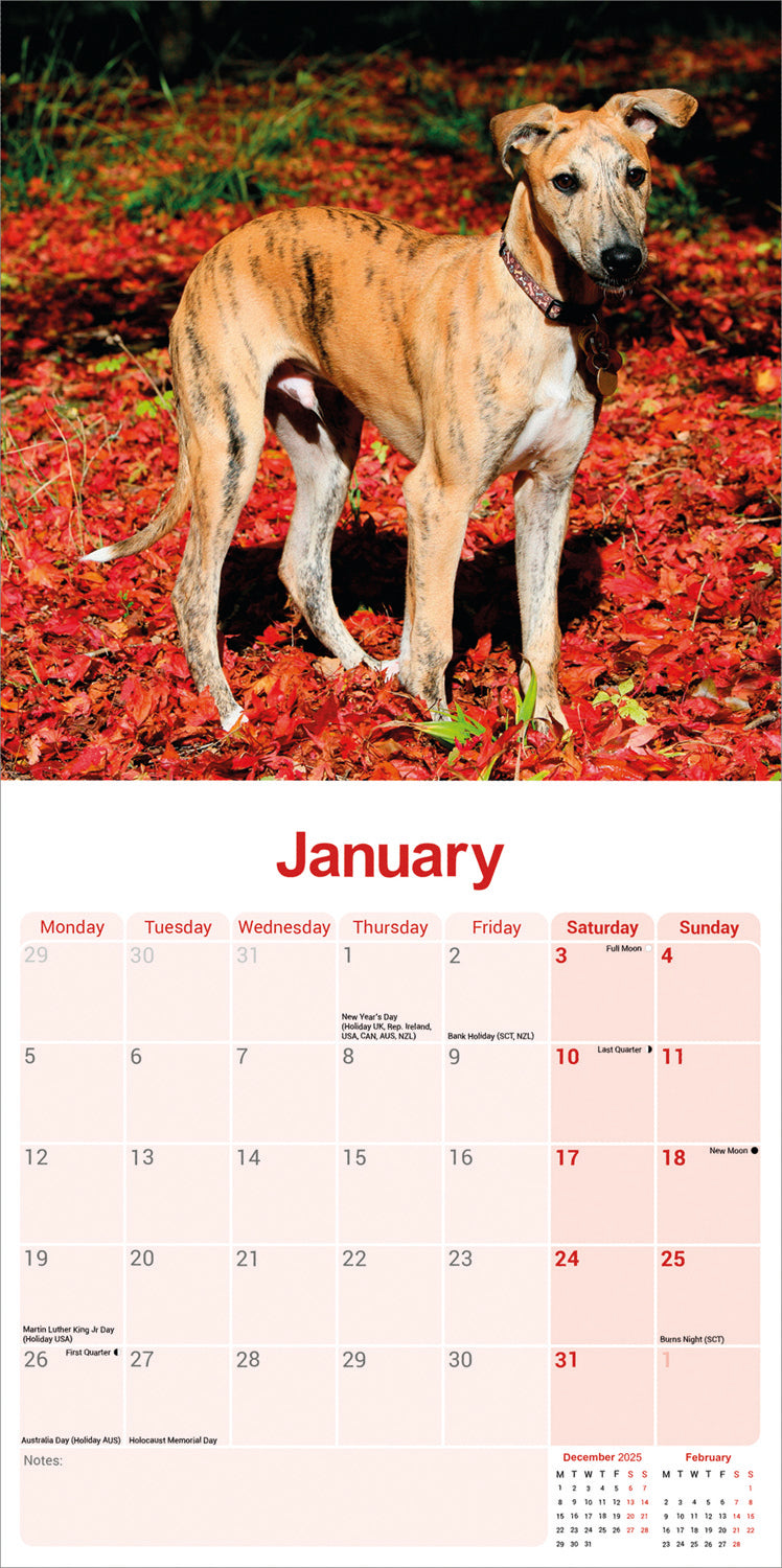 Greyhound wall calendar 2026