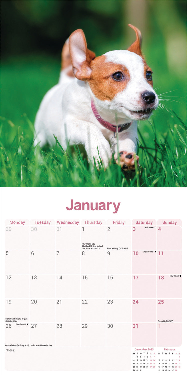 Jack Russell wall calendar 2026
