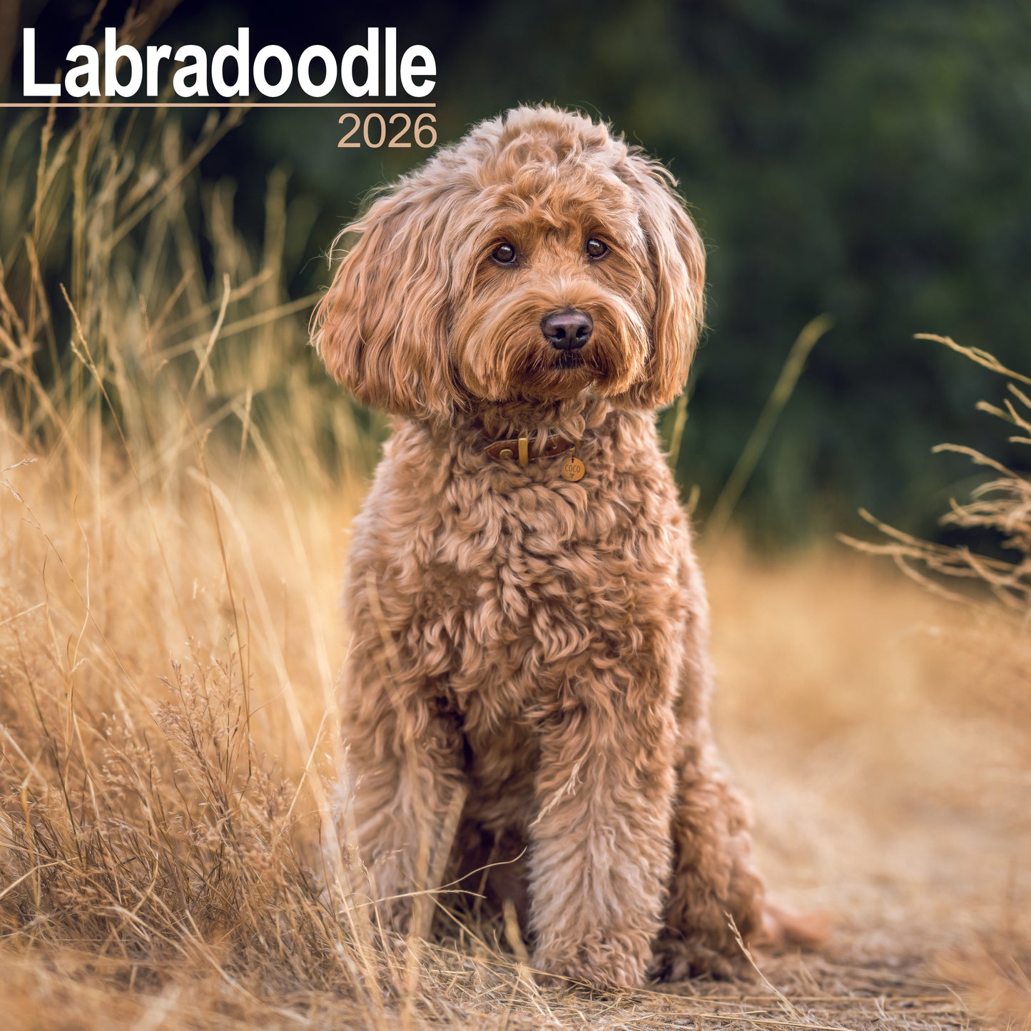 Labradoodle wall calendar 2026