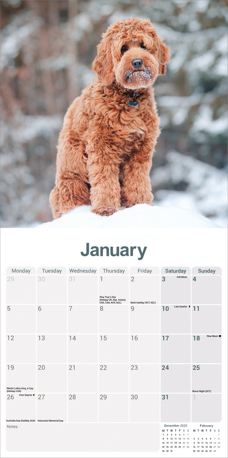 Labradoodle wall calendar 2026