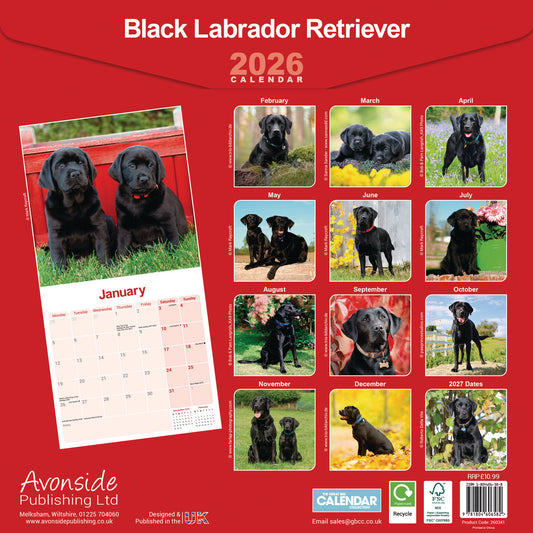Black Labrador Retriever wall calendar 2026