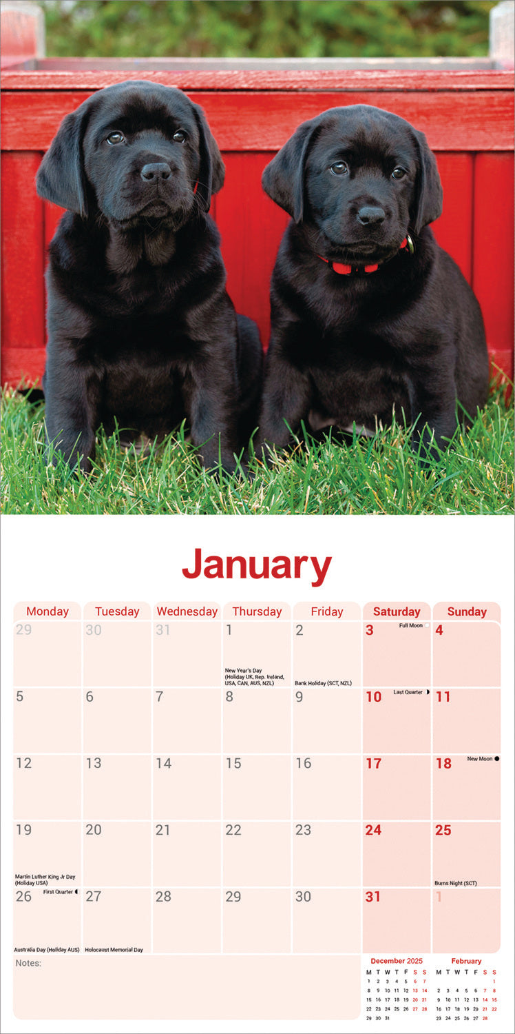 Black Labrador Retriever wall calendar 2026