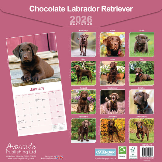 Chocolate Labrador Retriever wall calendar 2026