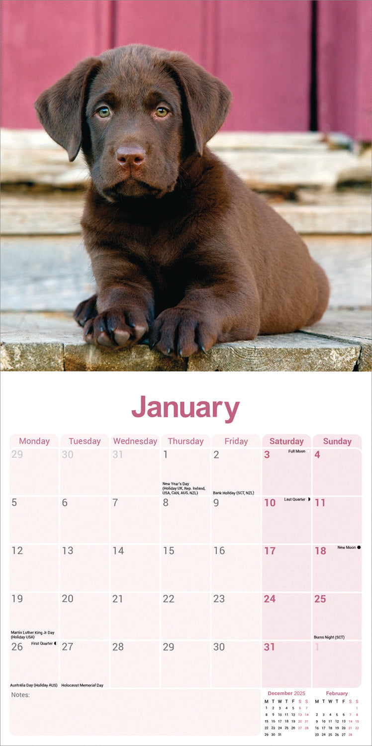 Chocolate Labrador Retriever wall calendar 2026