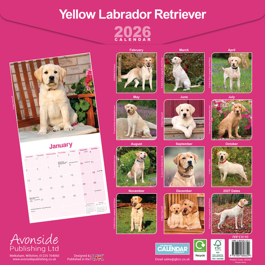 Yellow Labrador Retriever wall calendar 2026