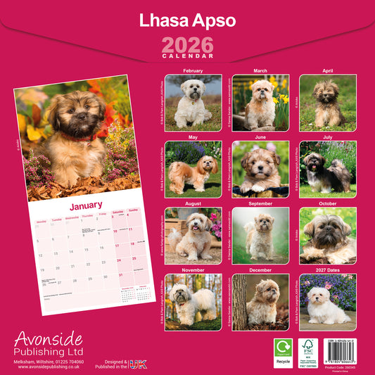 Lhasa Apso wall calendar 2026