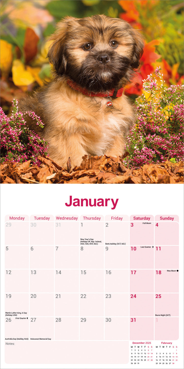 Lhasa Apso wall calendar 2026