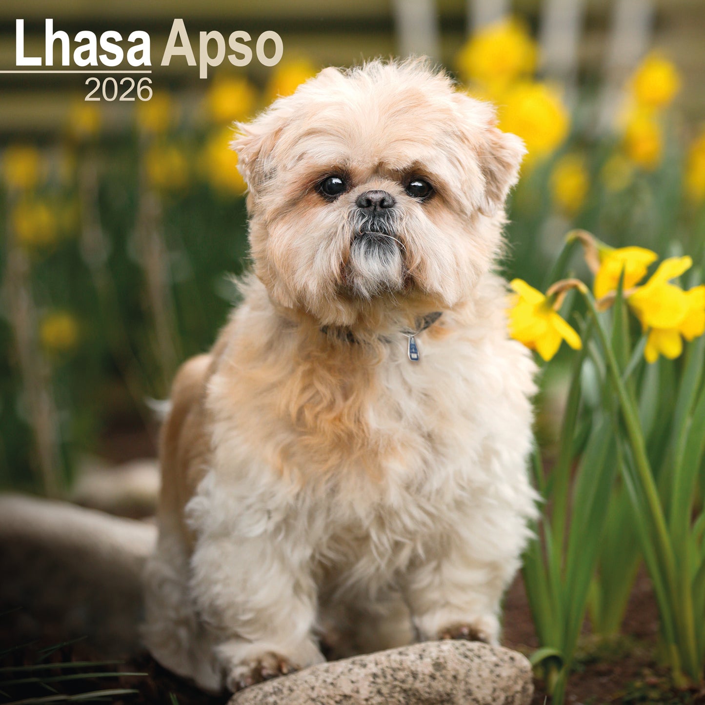Lhasa Apso wall calendar 2026