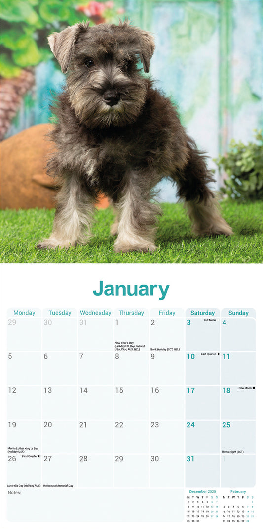 Miniature Schnauzer wall calendar 2026