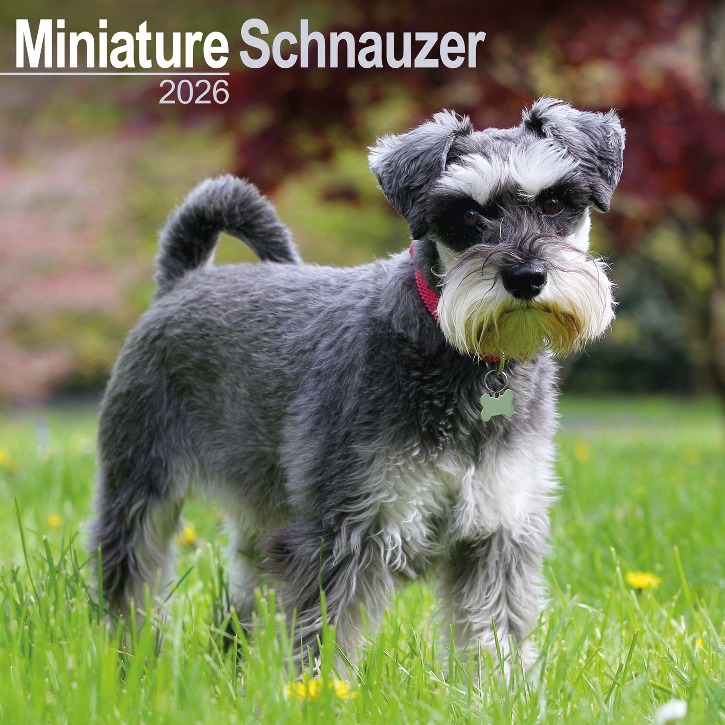 Miniature Schnauzer wall calendar 2026