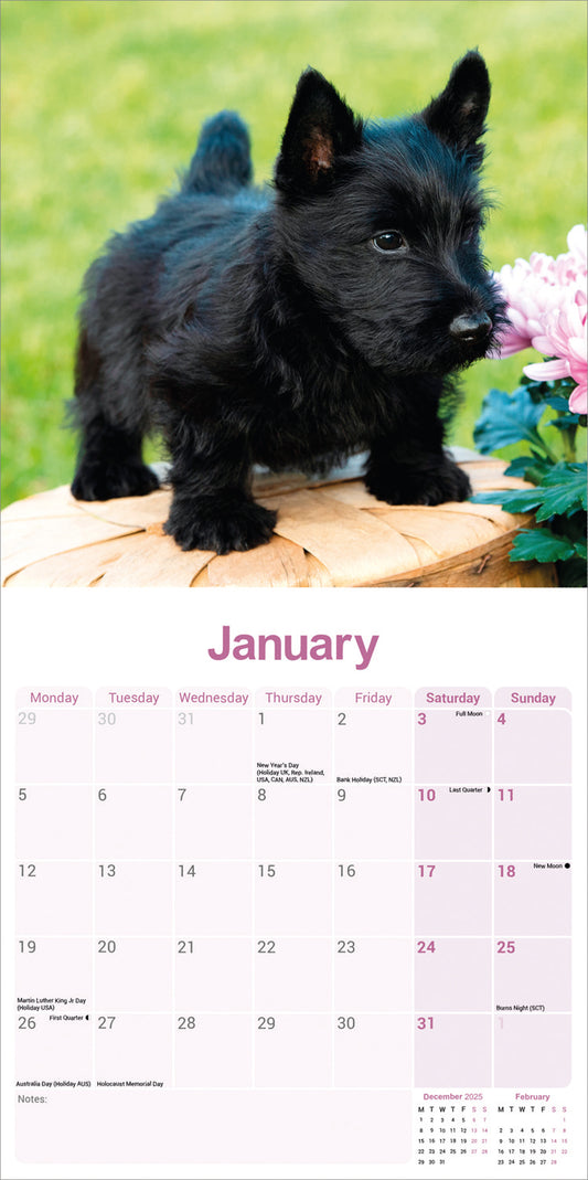 Scottish Terrier wall calendar 2026