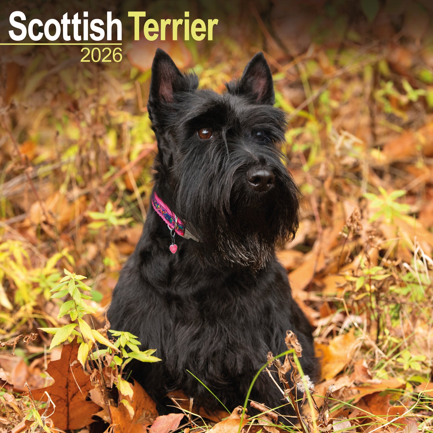 Scottish Terrier wall calendar 2026 – Dogs Trust Gifts