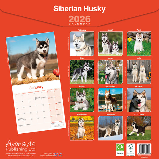 Siberian Husky wall calendar 2026