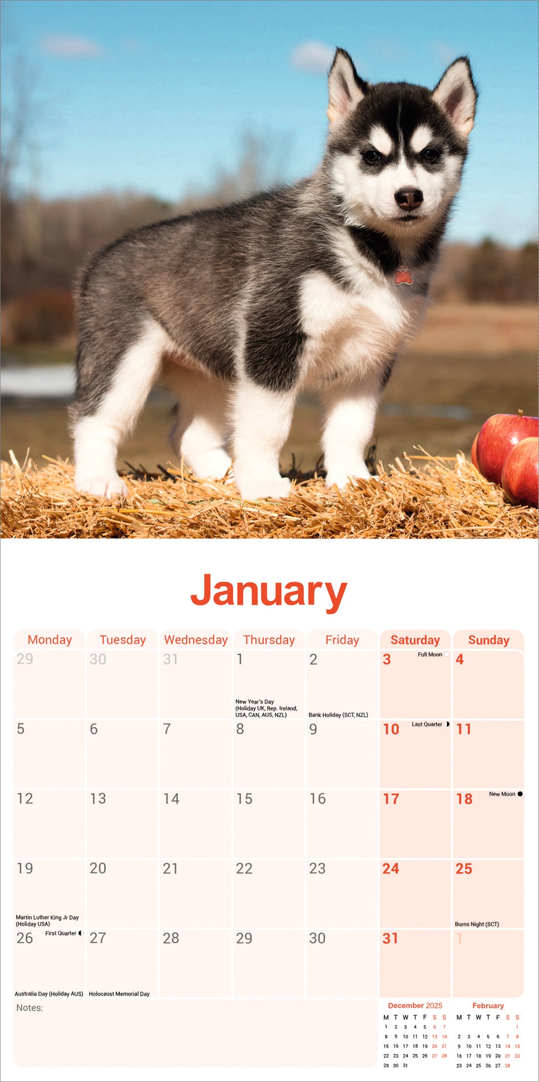 Siberian Husky wall calendar 2026