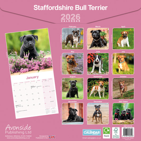 Staffordshire Bull Terrier wall calendar 2026