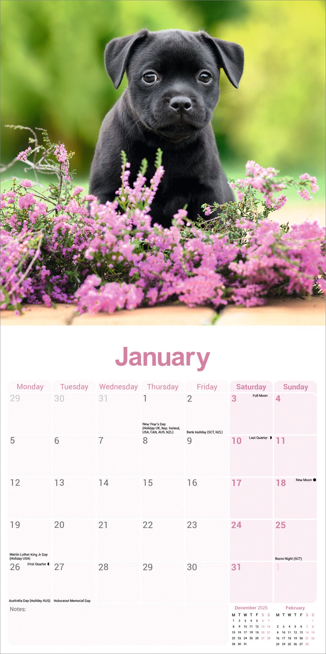 Staffordshire Bull Terrier wall calendar 2026