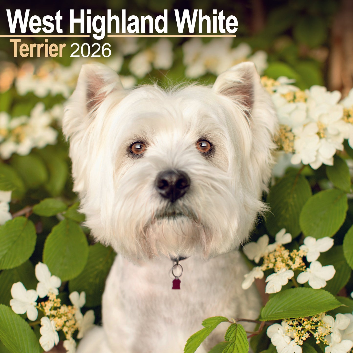 West Highland White Terrier wall calendar 2026