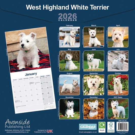 West Highland White Terrier wall calendar 2026