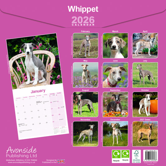 Whippet wall calendar 2026