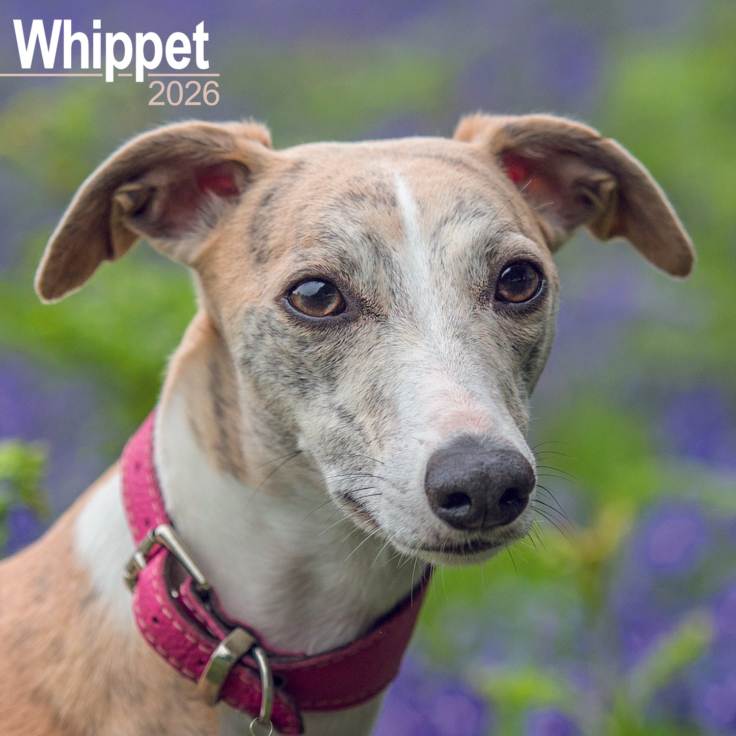 Whippet wall calendar 2026