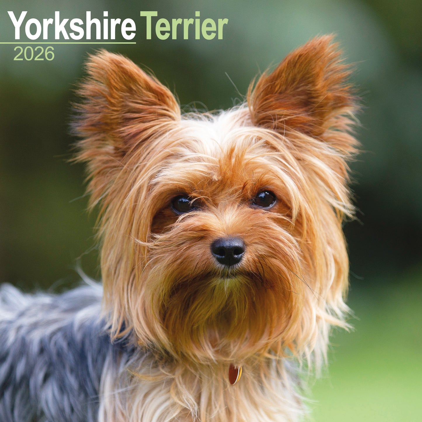 Yorkshire Terrier wall calendar 2026