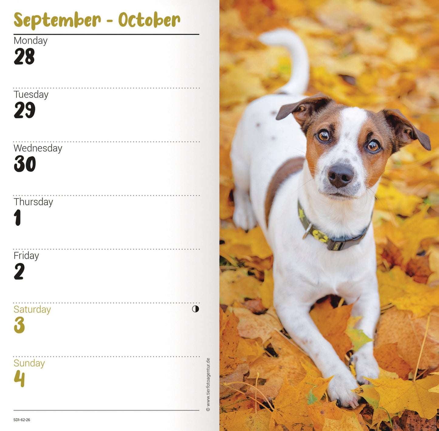 Jack Russell Slim Diary 2026