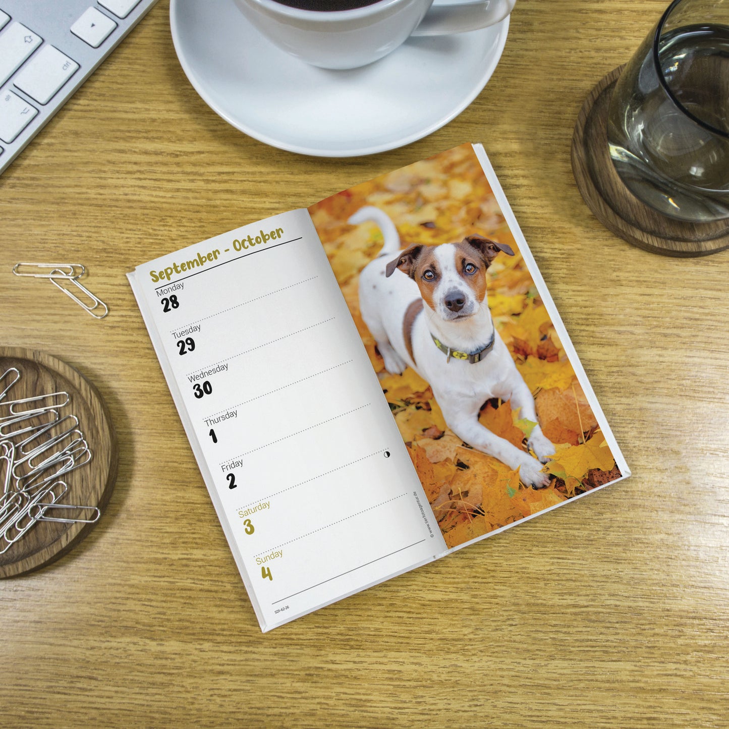 Jack Russell Slim Diary 2026